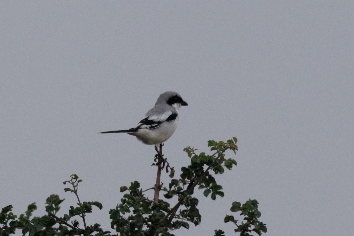Great Gray Shrike - ML643639086