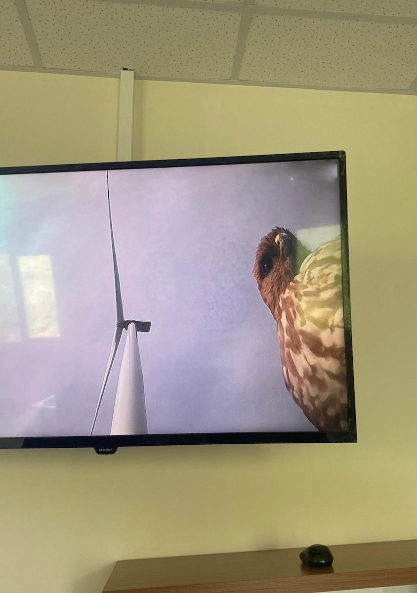 káně lesní - ML643639090