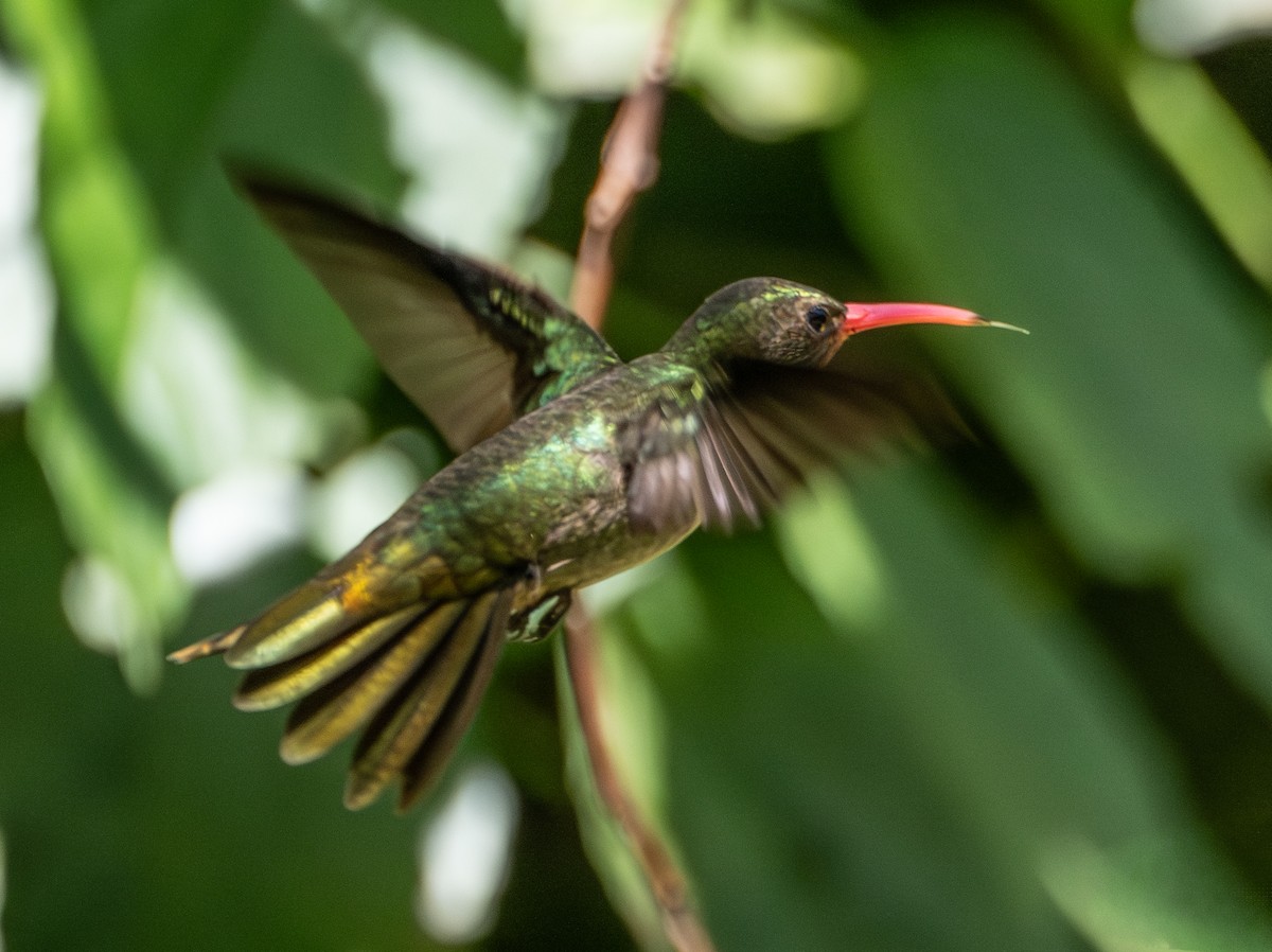 Gilded Hummingbird - ML643639106