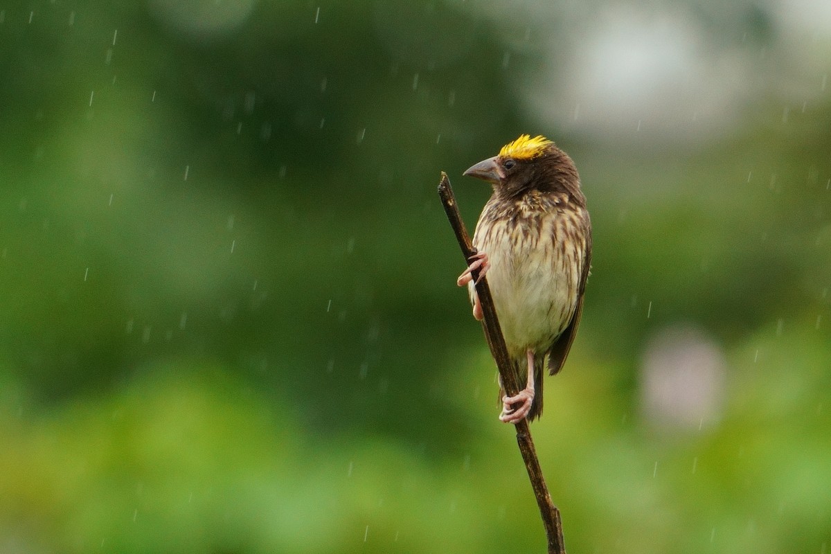 Streaked Weaver - ML643639125