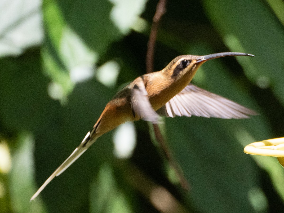 Planalto Hermit - ML643639127