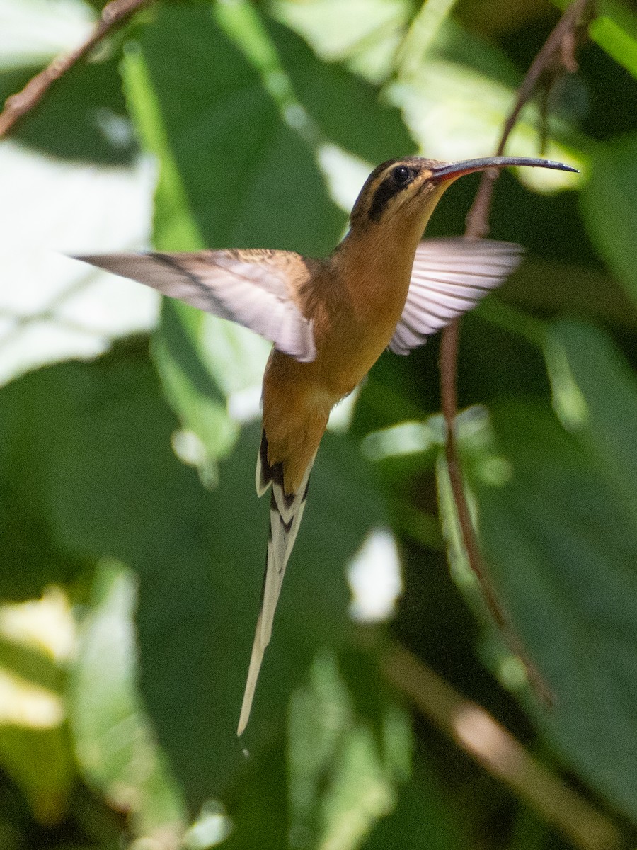 Planalto Hermit - ML643639128