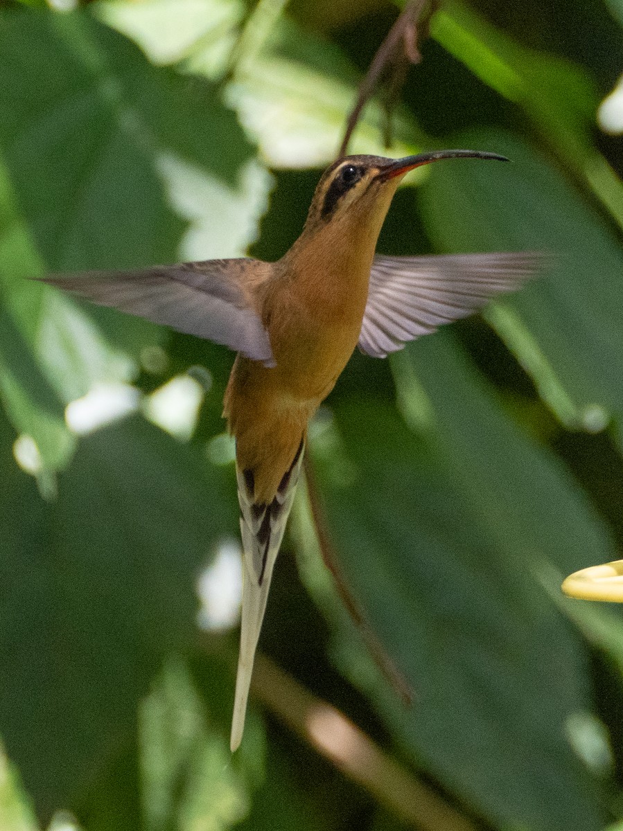 Planalto Hermit - ML643639129