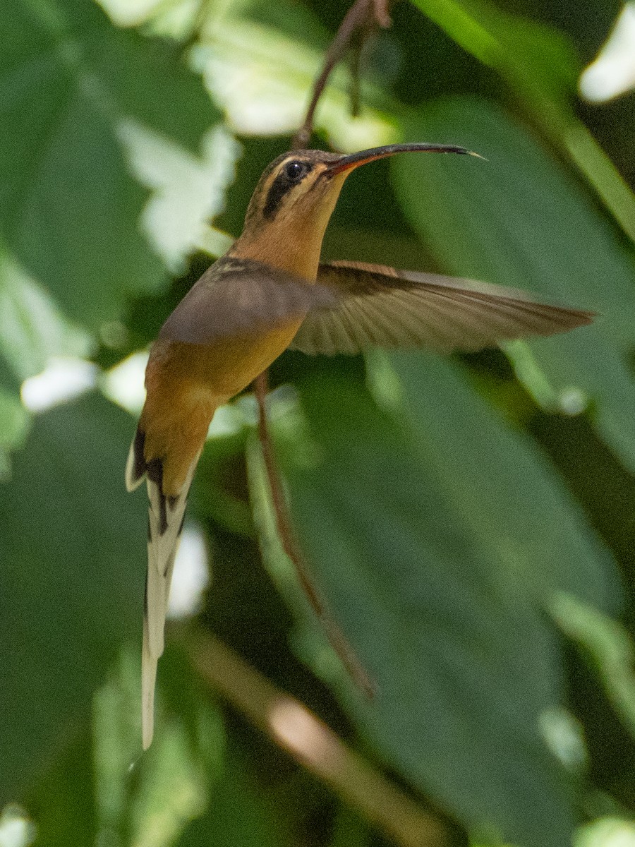 Planalto Hermit - ML643639131