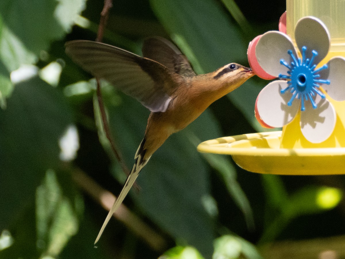 Planalto Hermit - ML643639132