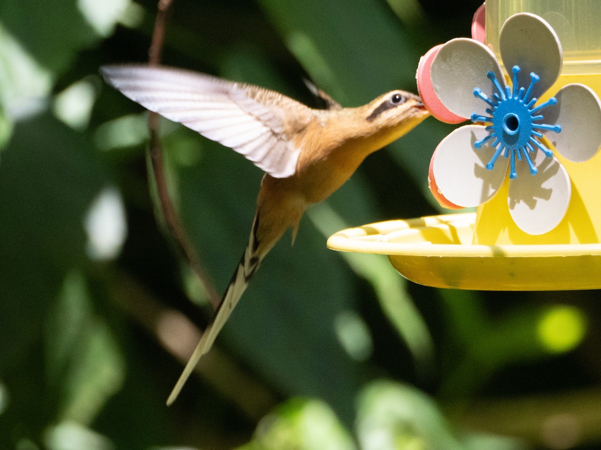 Planalto Hermit - ML643639133