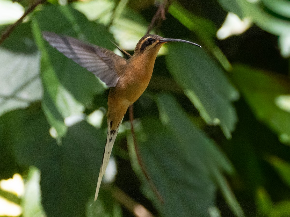 Planalto Hermit - ML643639134