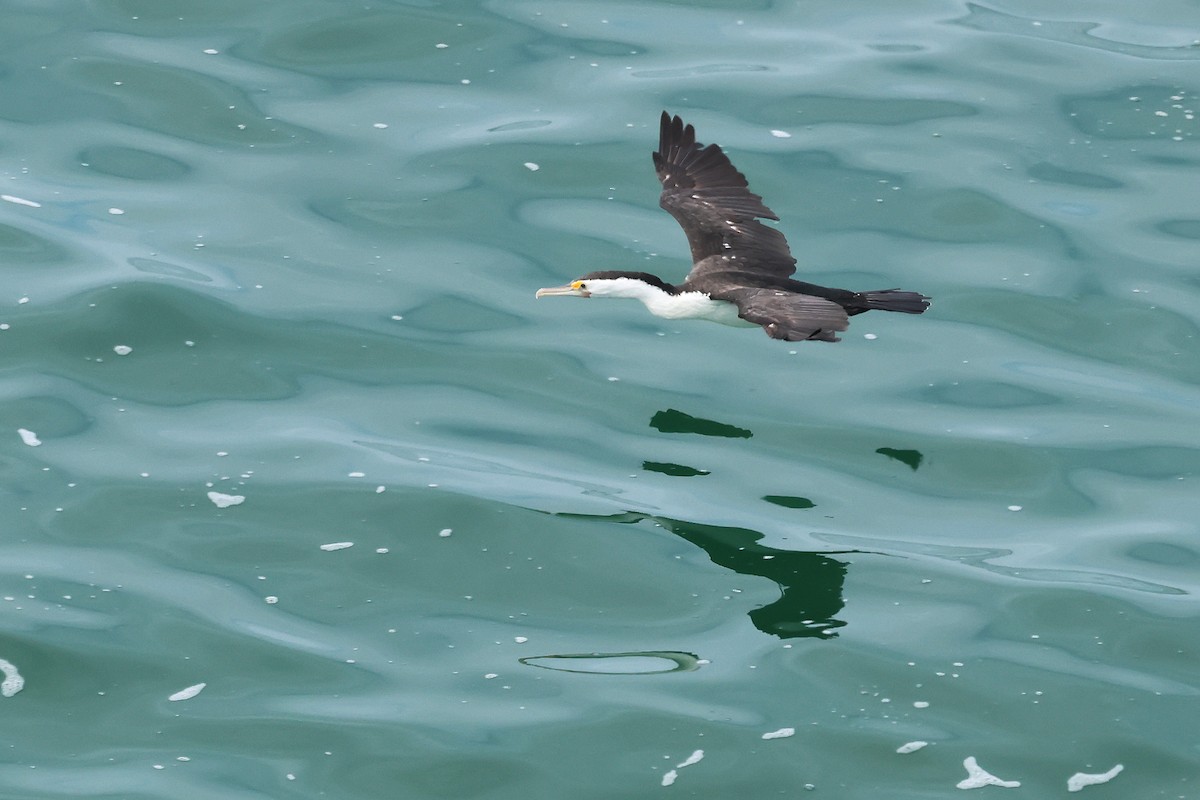 Pied Cormorant - ML643639135