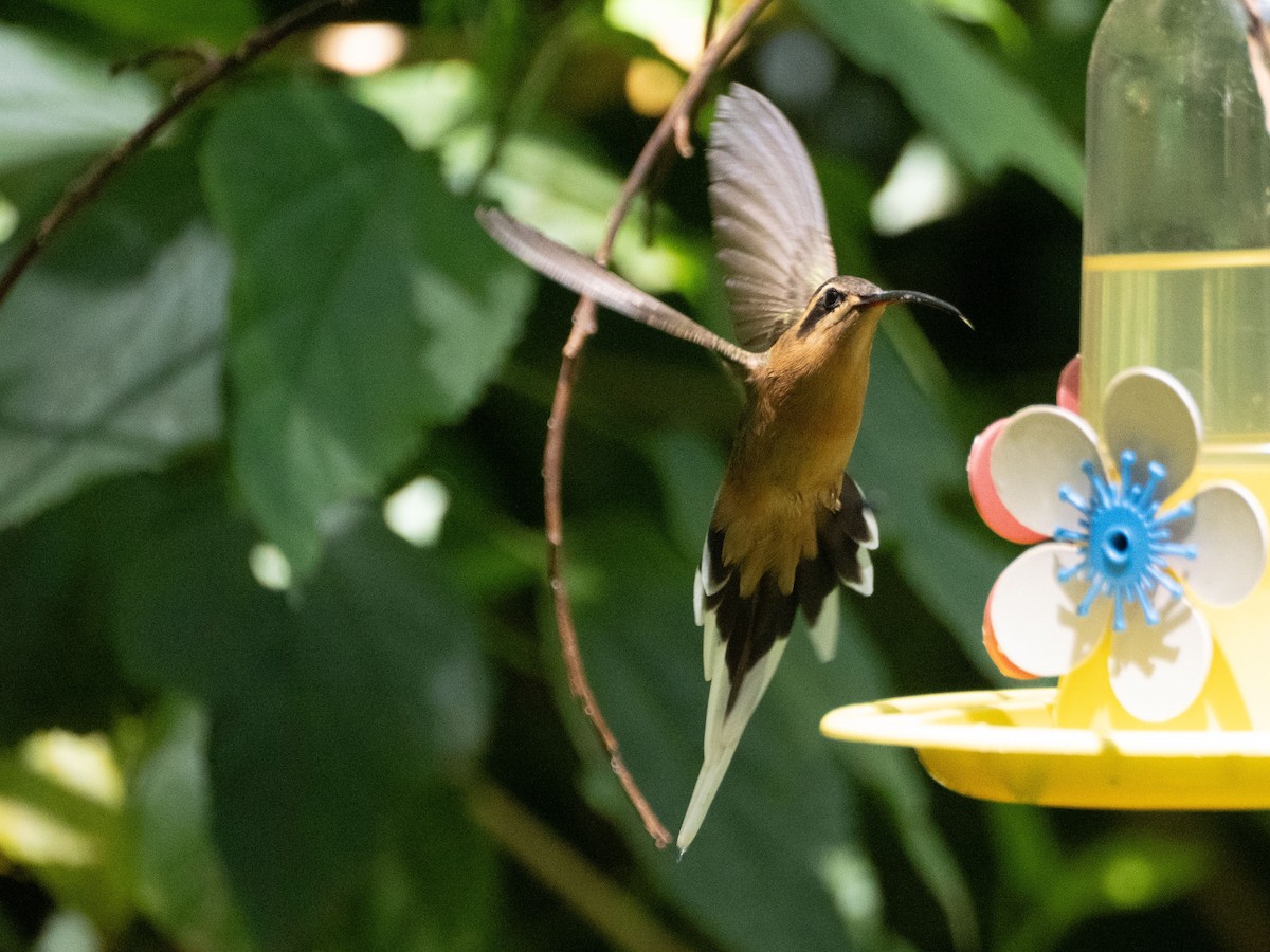 Planalto Hermit - ML643639142