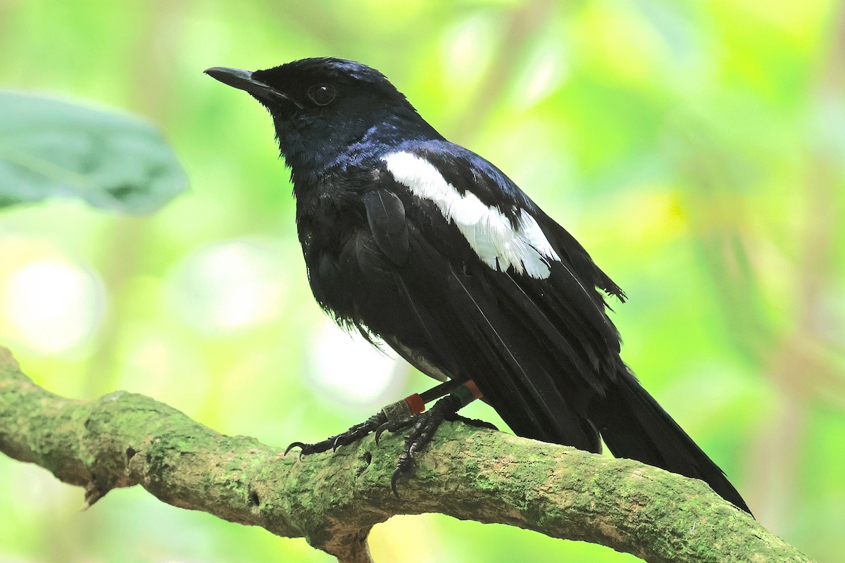 Seychelles Magpie-Robin - ML643639149