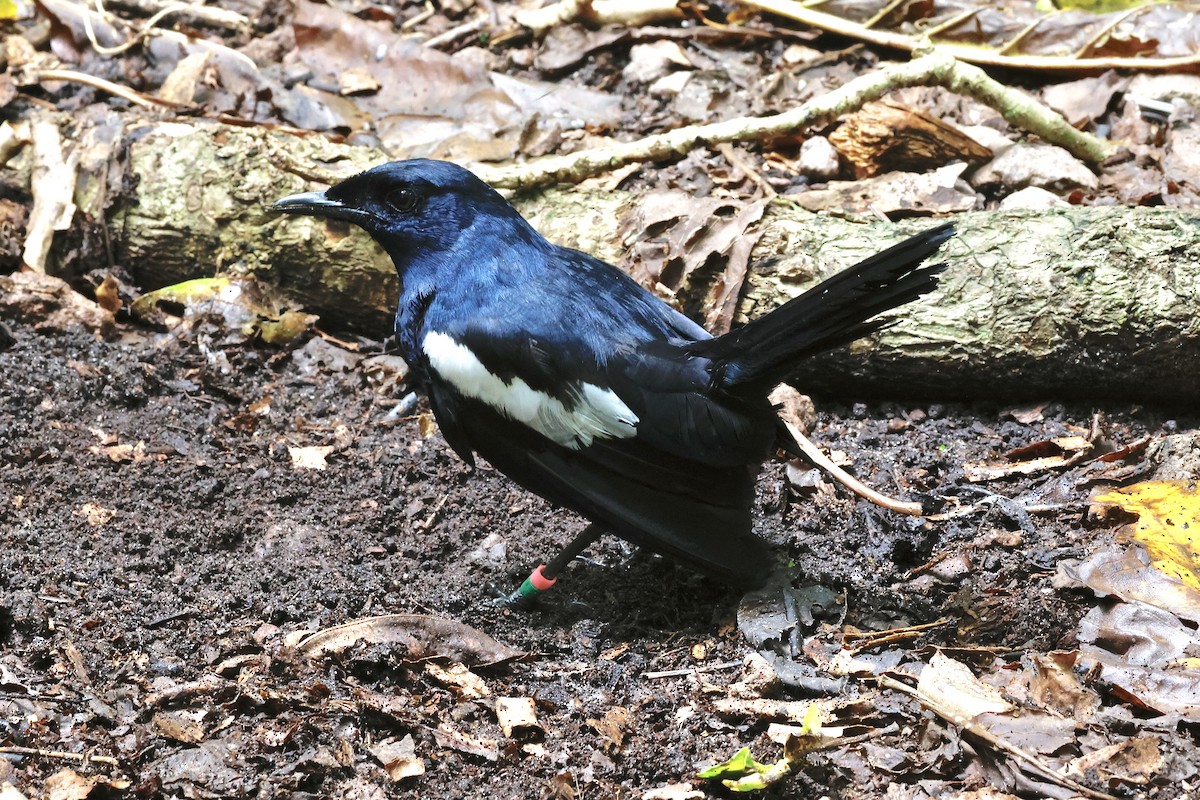 Seychelles Magpie-Robin - ML643639150