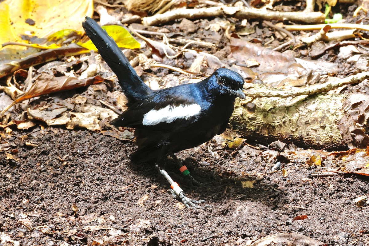 Seychelles Magpie-Robin - ML643639155
