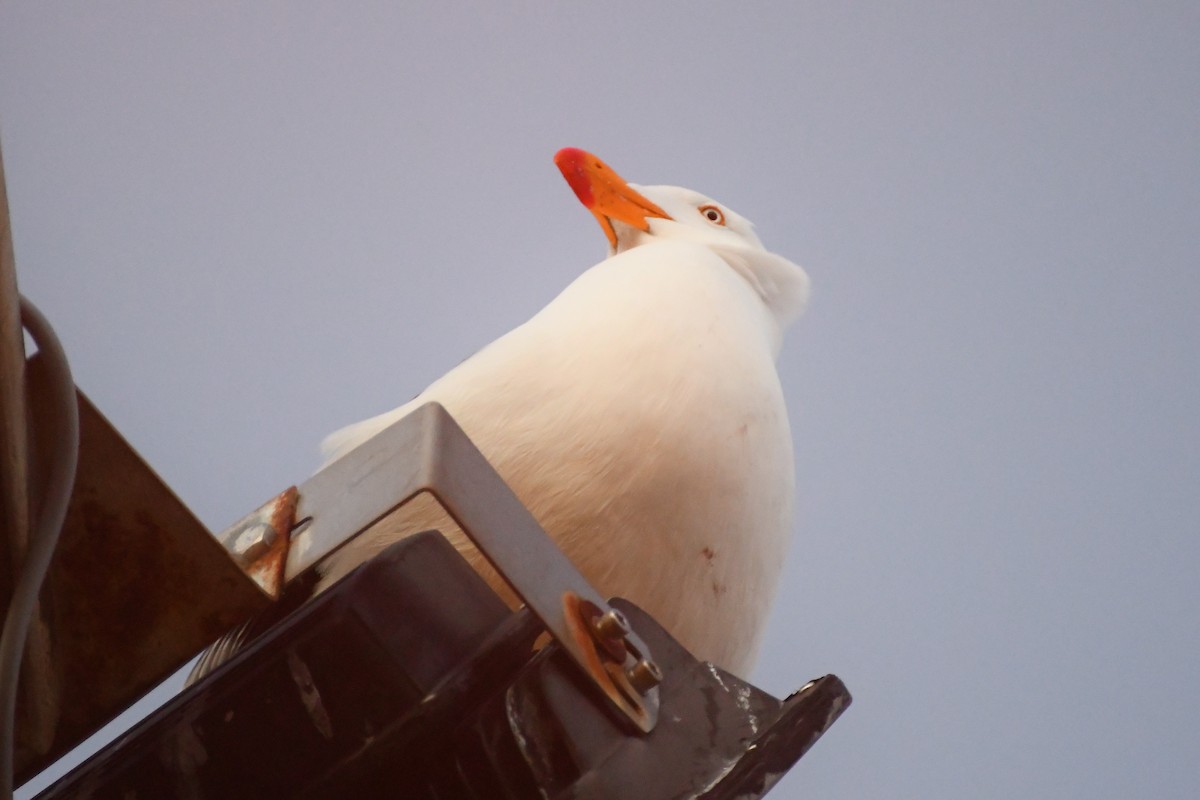 Pacific Gull - ML643639164