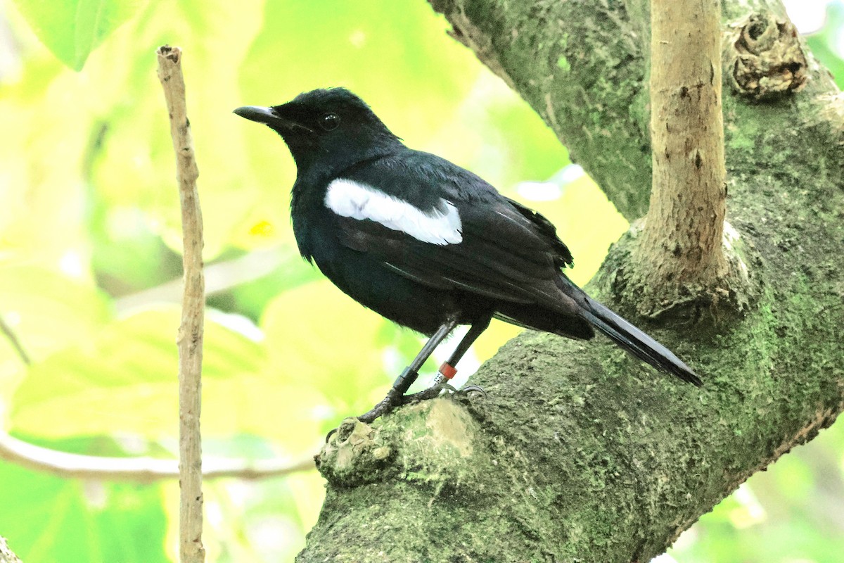 Seychelles Magpie-Robin - ML643639165