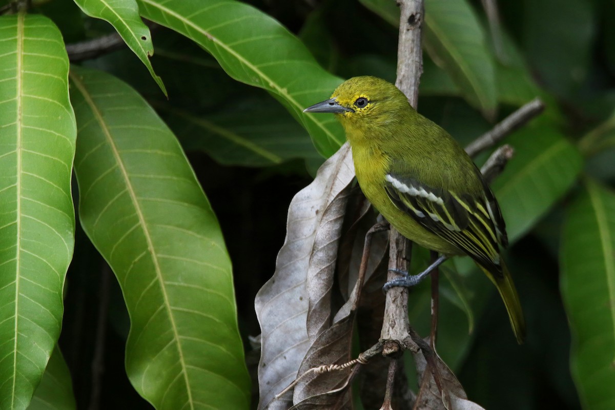 Common Iora - ML643639184