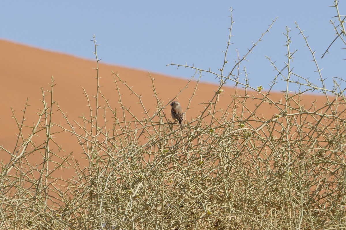 Cape Sparrow - ML643639209