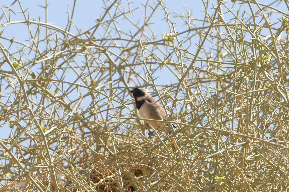 Cape Sparrow - ML643639210