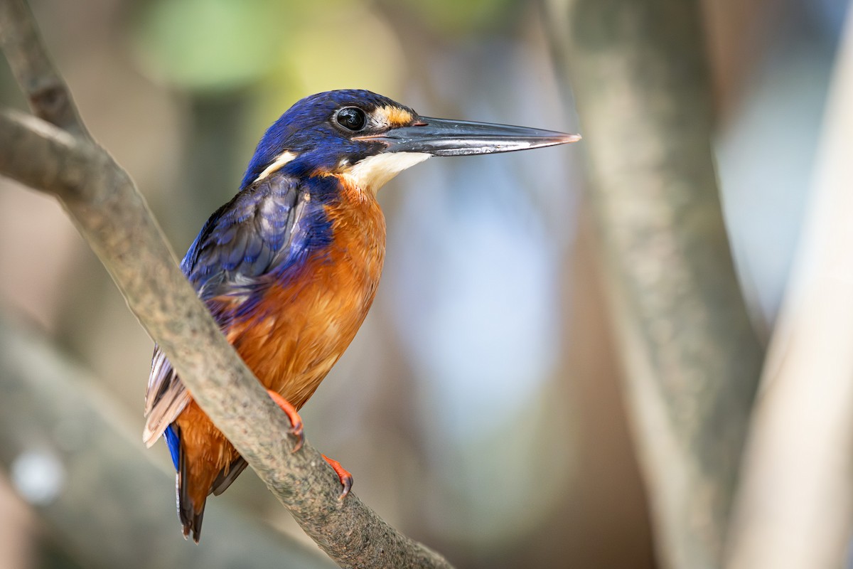 Azure Kingfisher - ML643639212