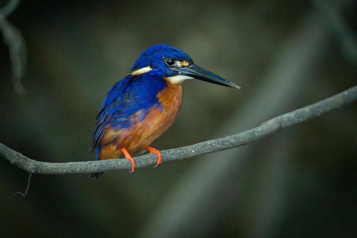 Azure Kingfisher - ML643639213
