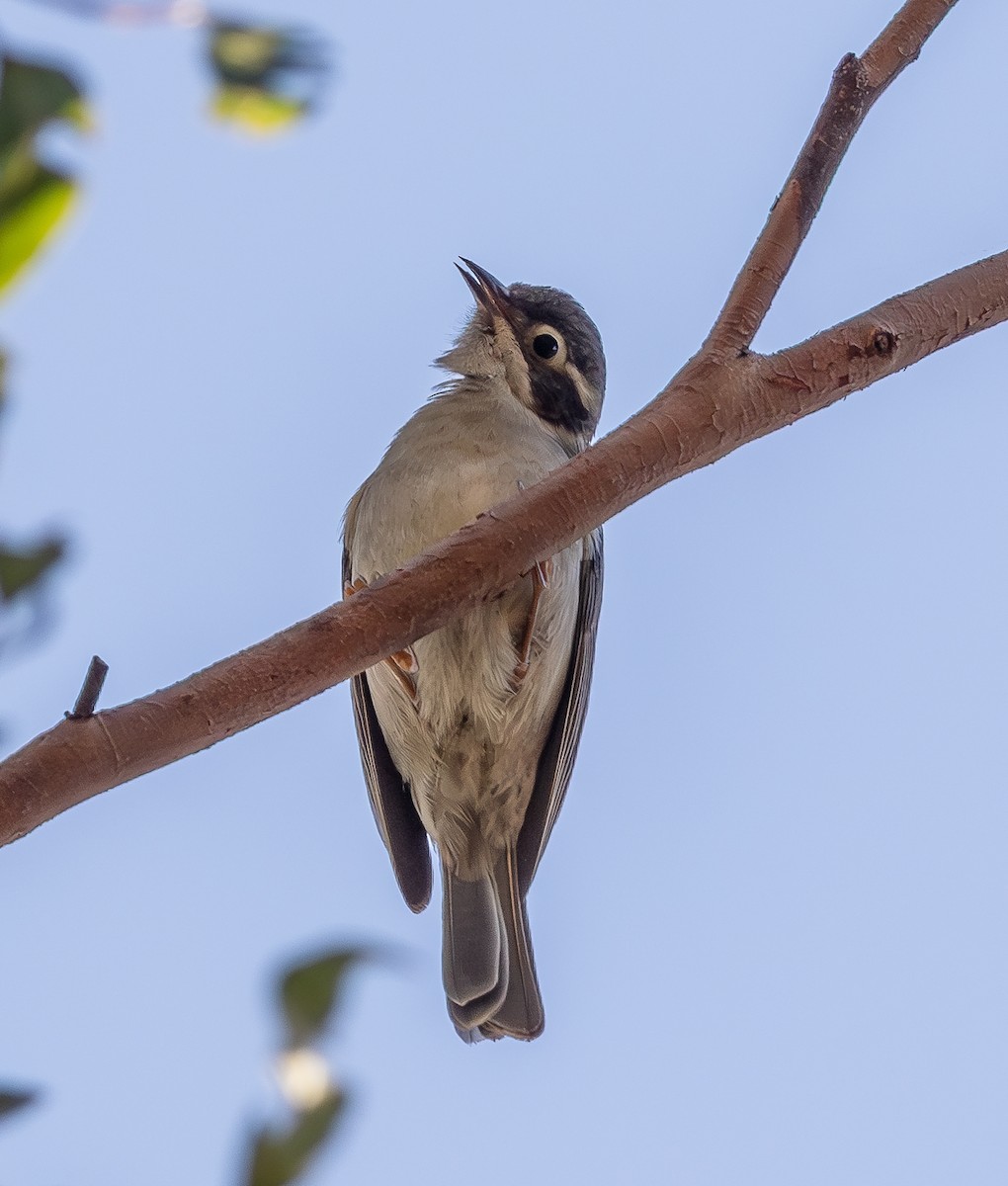 Brown-headed Honeyeater - ML643639231