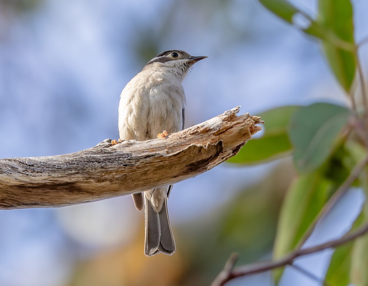 Brown-headed Honeyeater - ML643639232