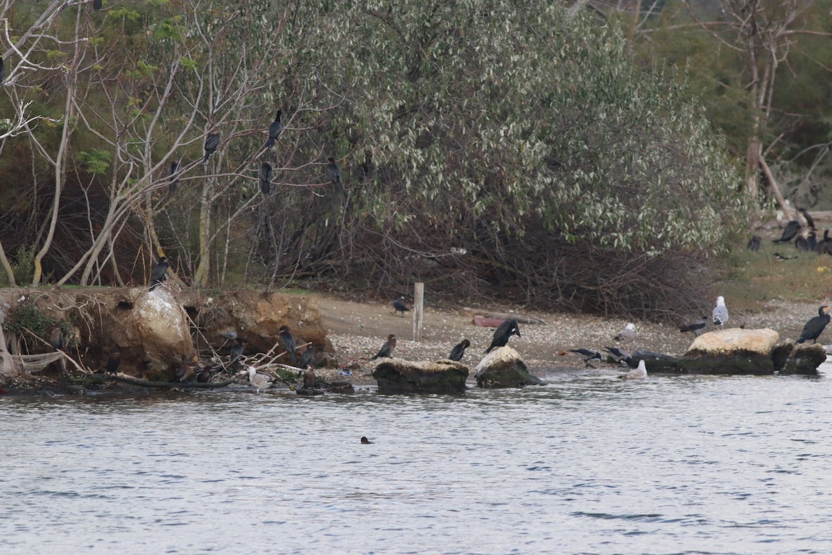 Pygmy Cormorant - ML643639241