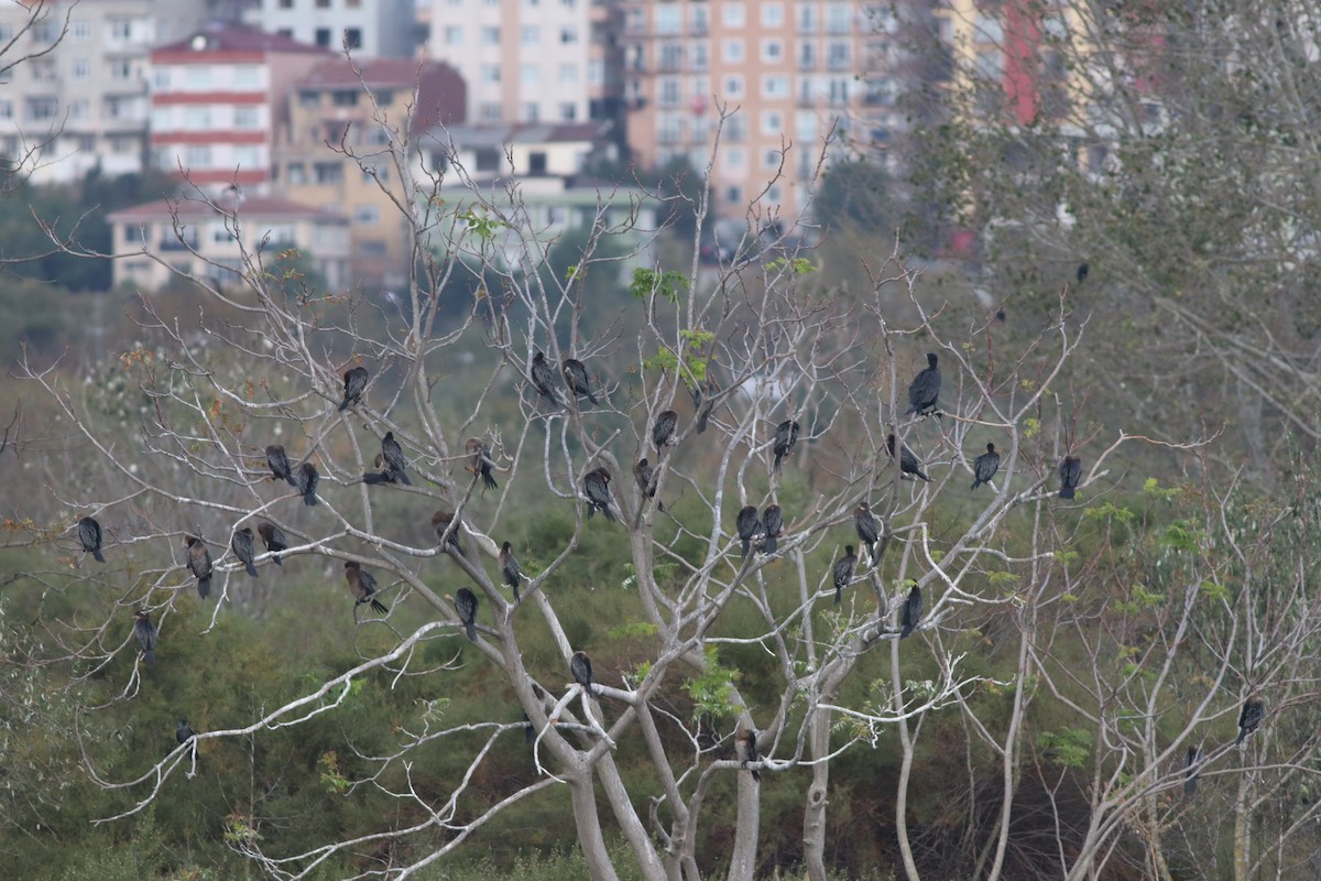 Pygmy Cormorant - ML643639242