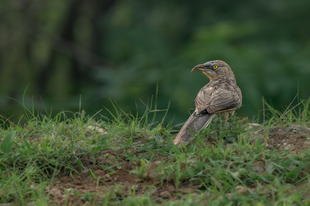 Large Gray Babbler - ML643639257