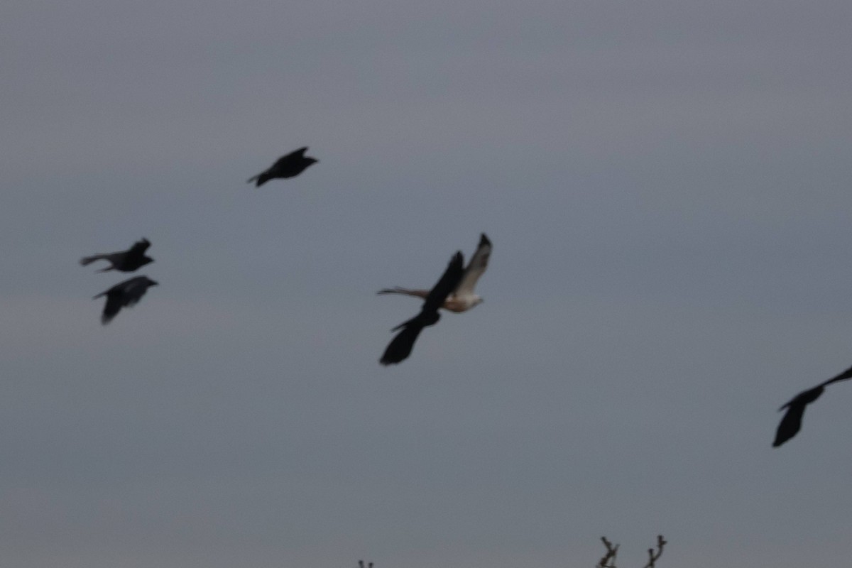 Common Buzzard - ML643639264
