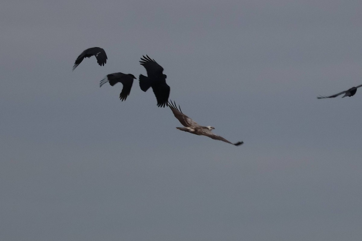 Common Buzzard - ML643639265