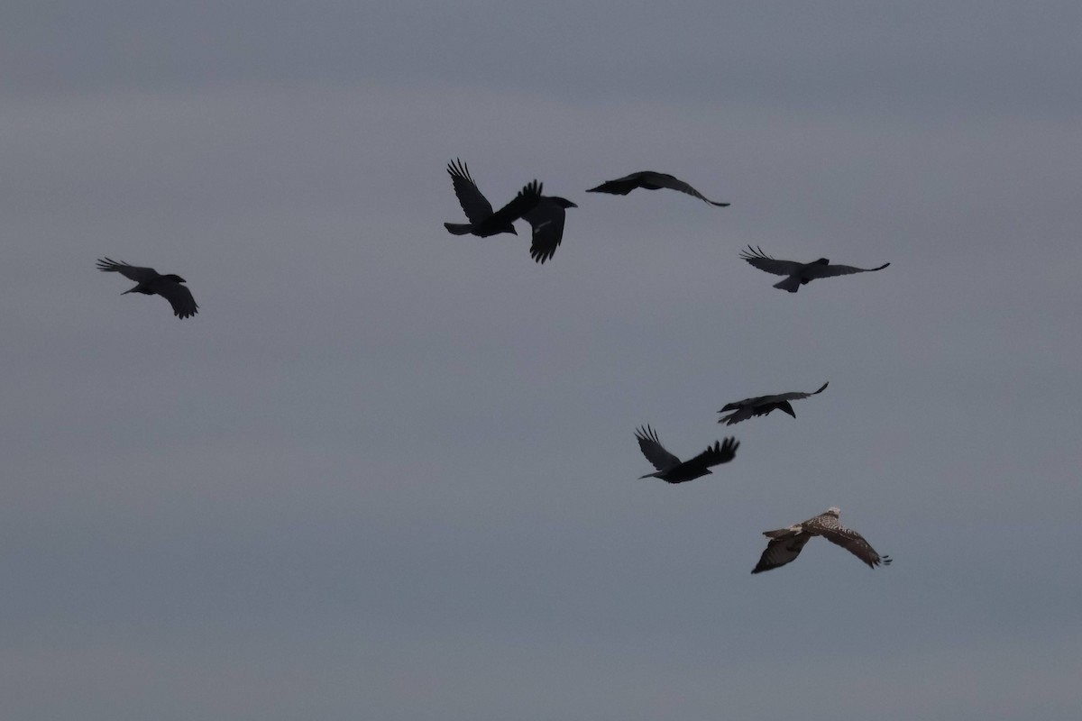 Common Buzzard - ML643639266