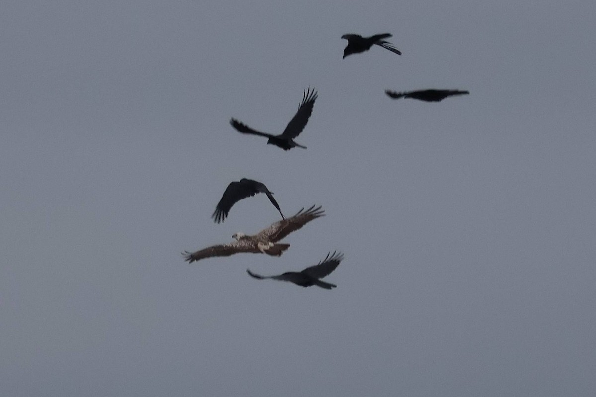 Common Buzzard - ML643639267
