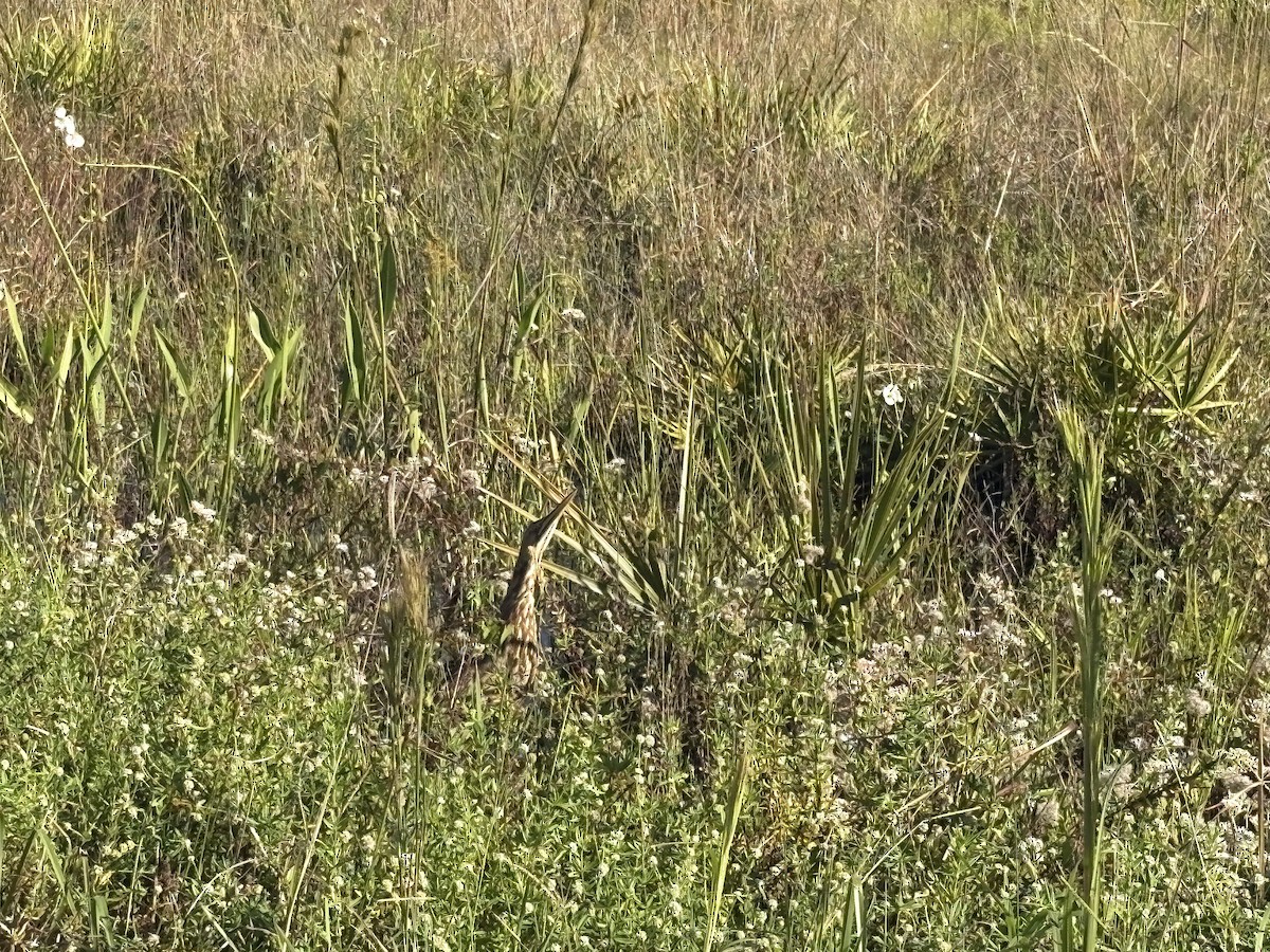 Butor d'Amérique - ML643639268