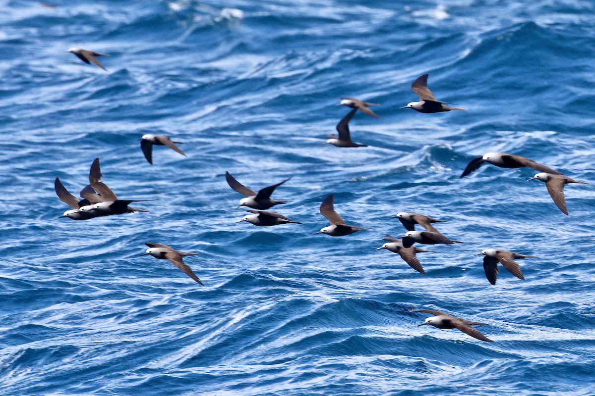Lesser Noddy - ML643639272
