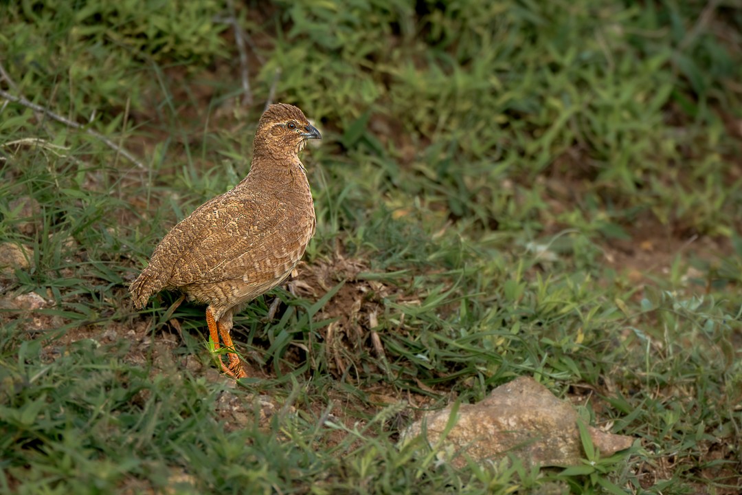Rock Bush-Quail - ML643639276