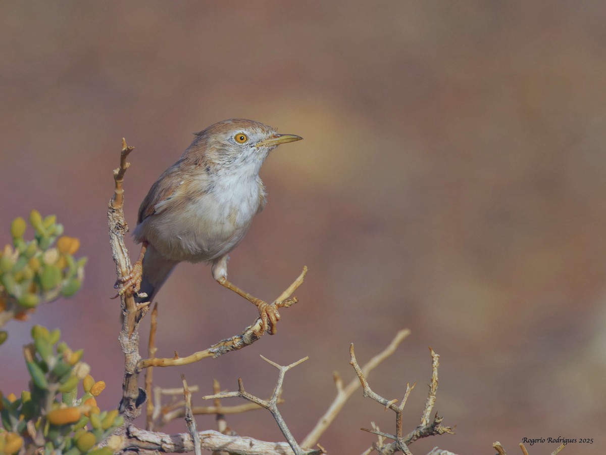 African Desert Warbler - ML643639292