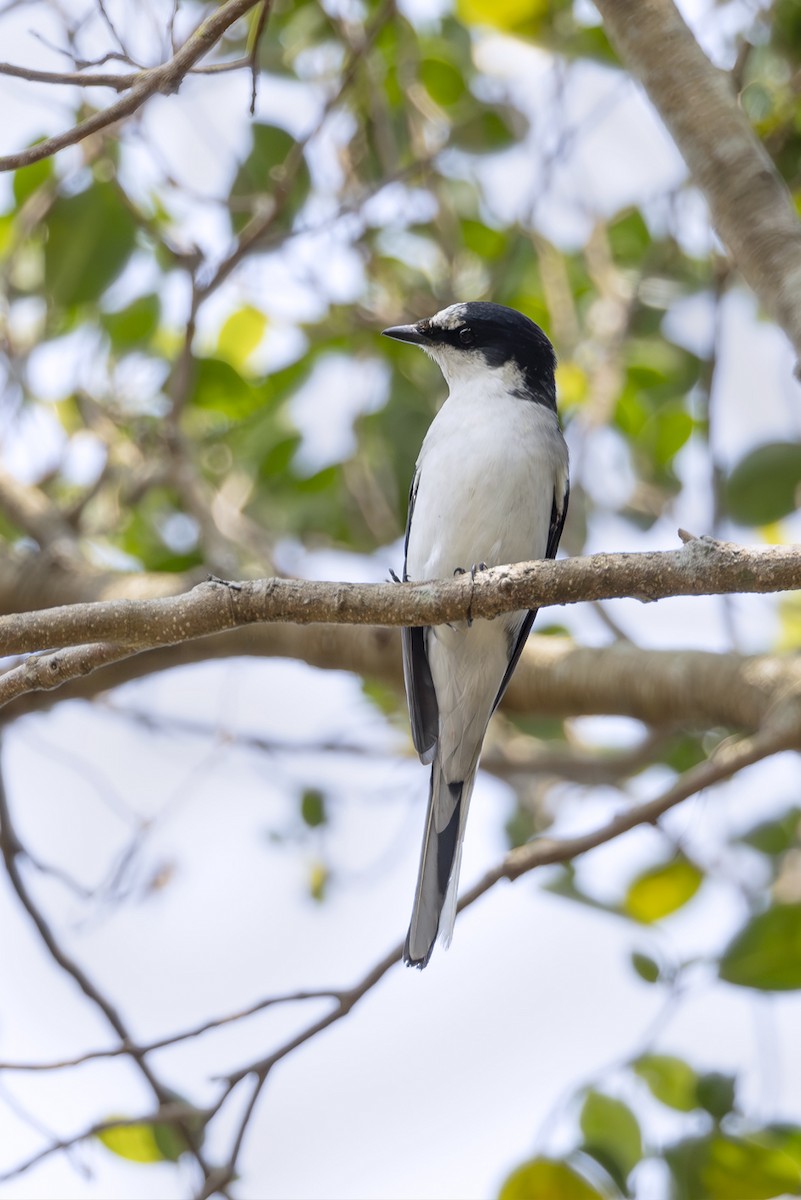 Minivet Ceniciento - ML643639302