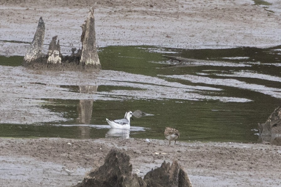 灰瓣足鷸 - ML643639308