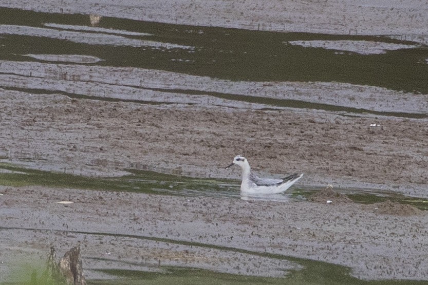 灰瓣足鷸 - ML643639309