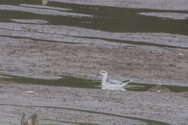 灰瓣足鷸 - ML643639310