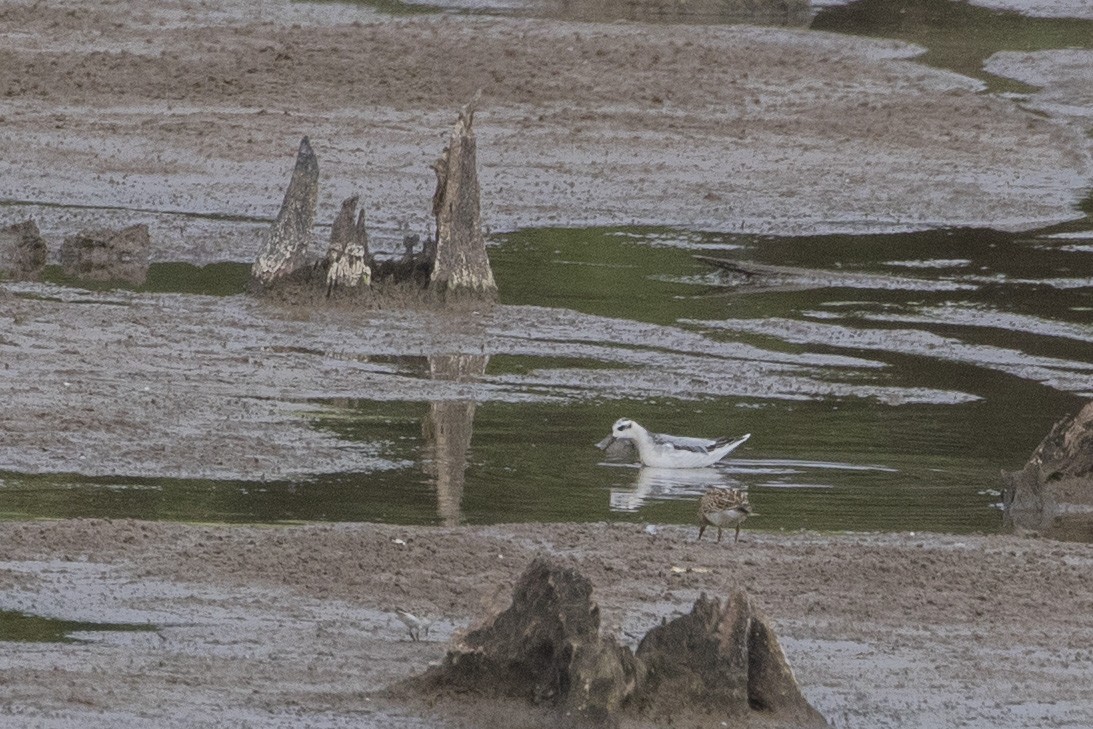 灰瓣足鷸 - ML643639311