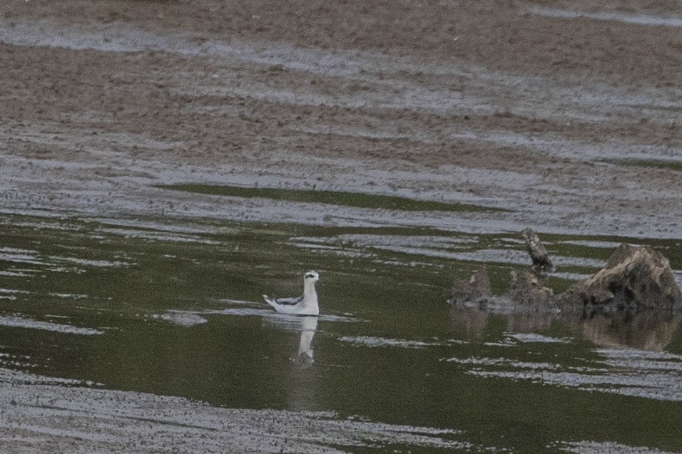 灰瓣足鷸 - ML643639312