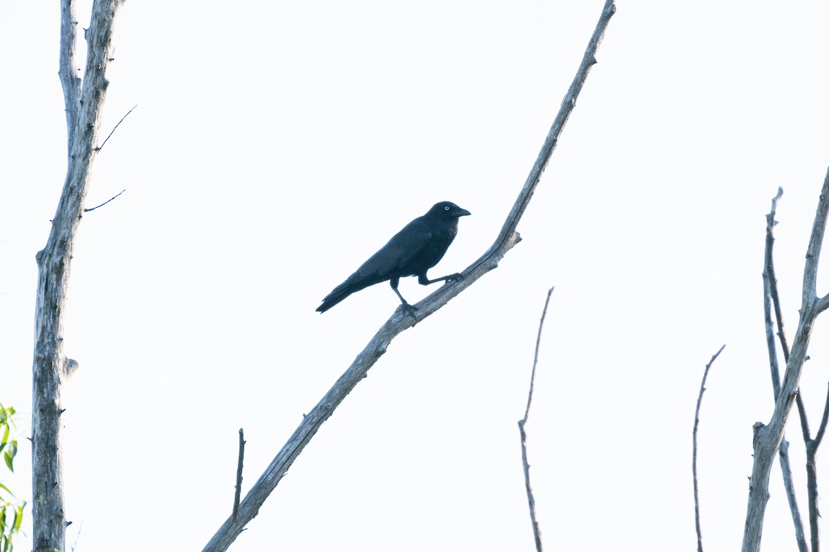 Крук малий - ML643639357