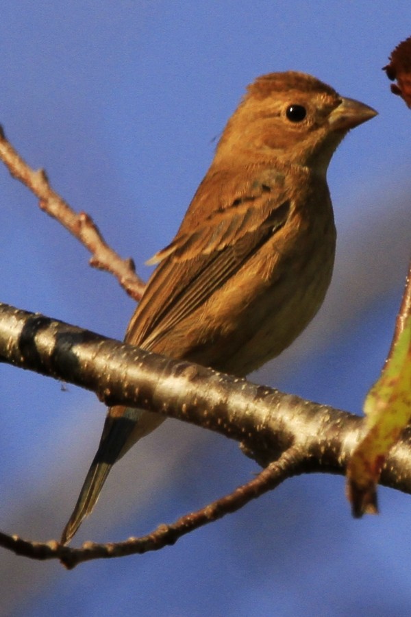 Indigo Bunting - ML643639358