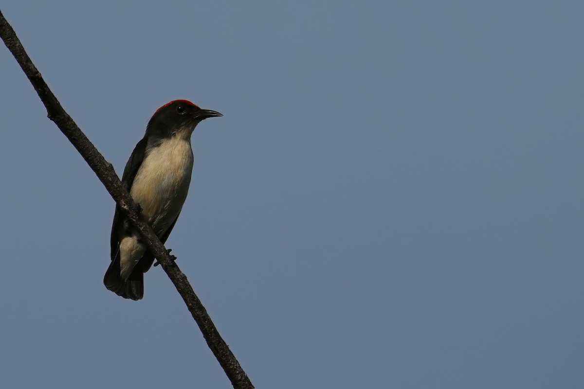 Scarlet-backed Flowerpecker - ML643639359