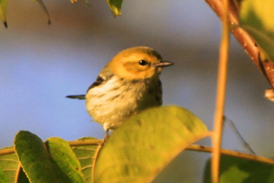Black-throated Green Warbler - ML643639366