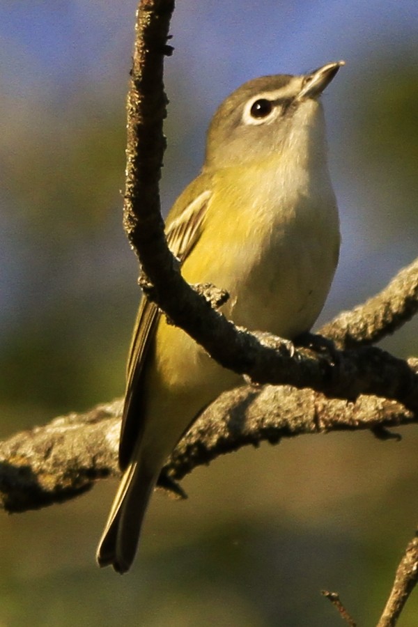 Blue-headed Vireo - ML643639373