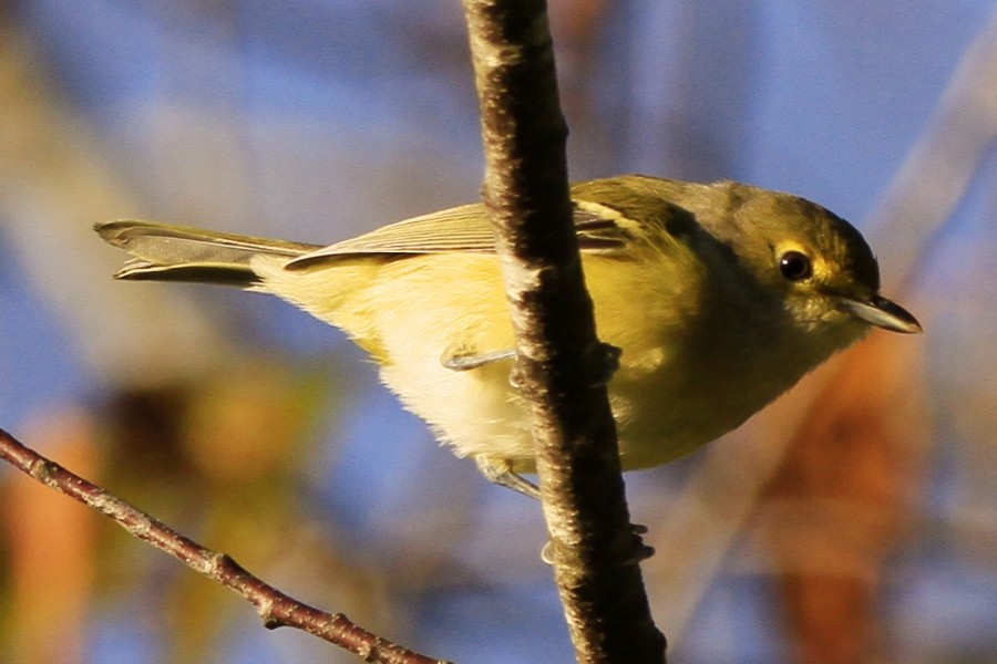 White-eyed Vireo - ML643639379
