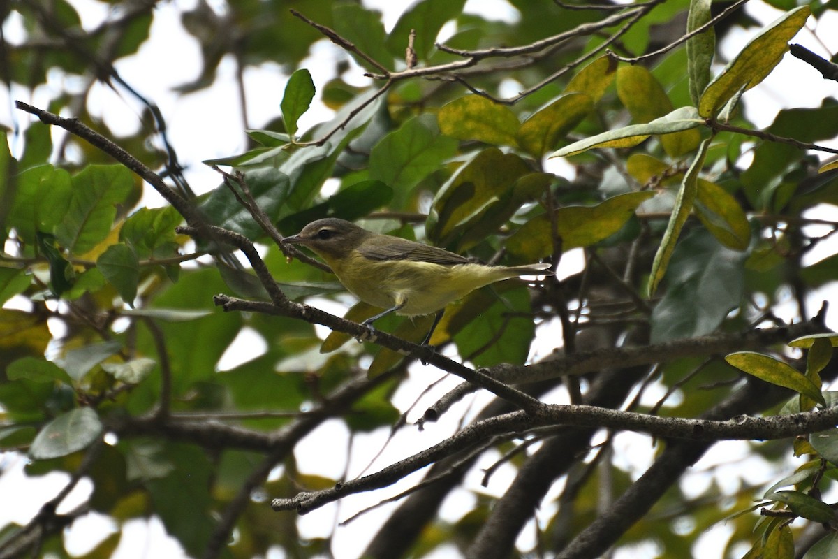 Philadelphia Vireo - ML643639401