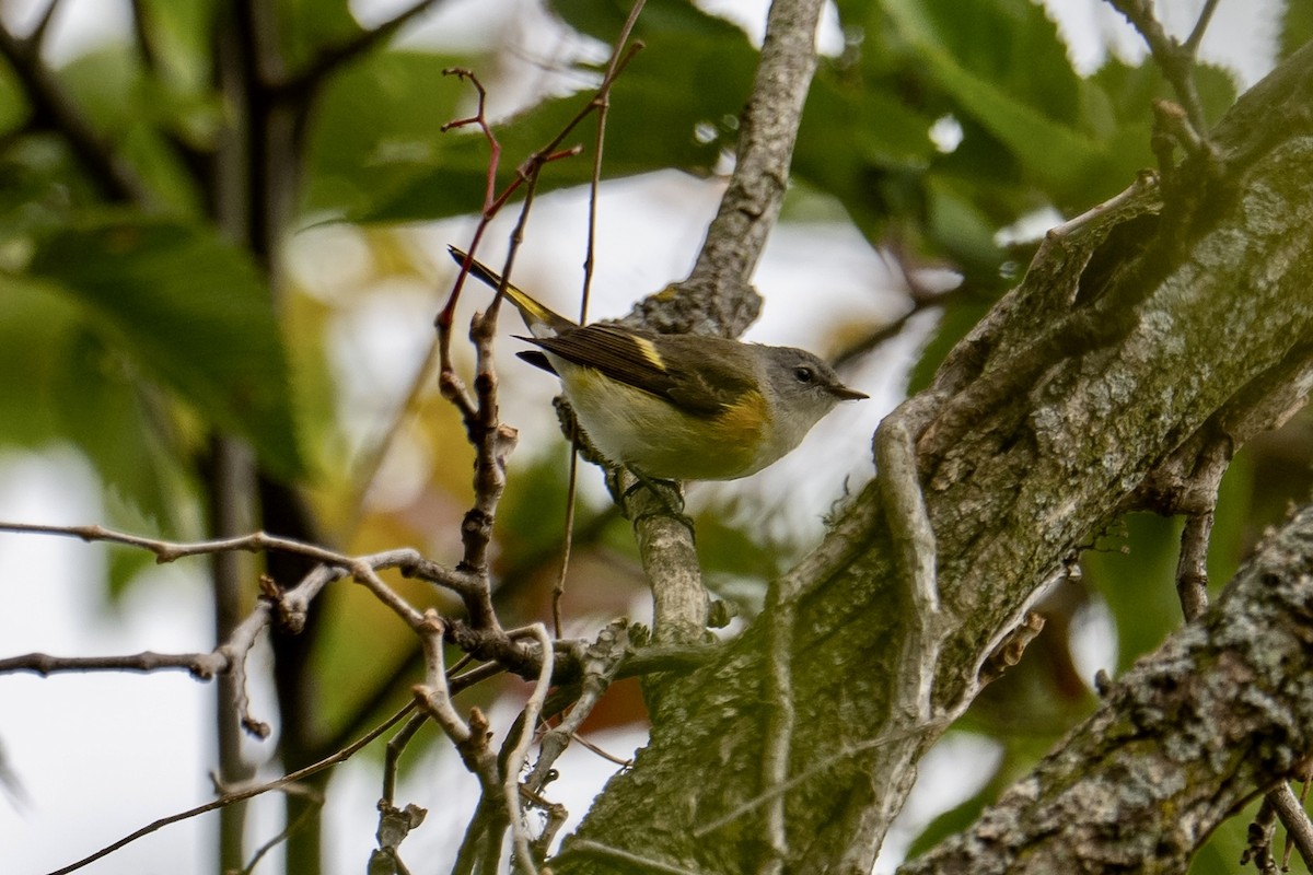 American Redstart - ML643639404